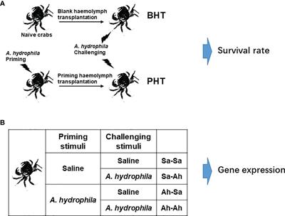 The Elevated Expressions of Anti-lipopolysaccharide Factors After Priming Stimulation Confer Lastingly Humoral Protection in Crab Eriocheir sinensis